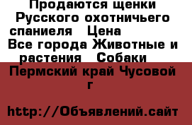 Продаются щенки Русского охотничьего спаниеля › Цена ­ 25 000 - Все города Животные и растения » Собаки   . Пермский край,Чусовой г.